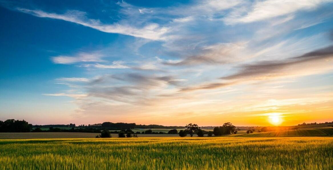 Jak producent saintpaulii radzi sobie z wyzwaniami sezonowej dostępności?