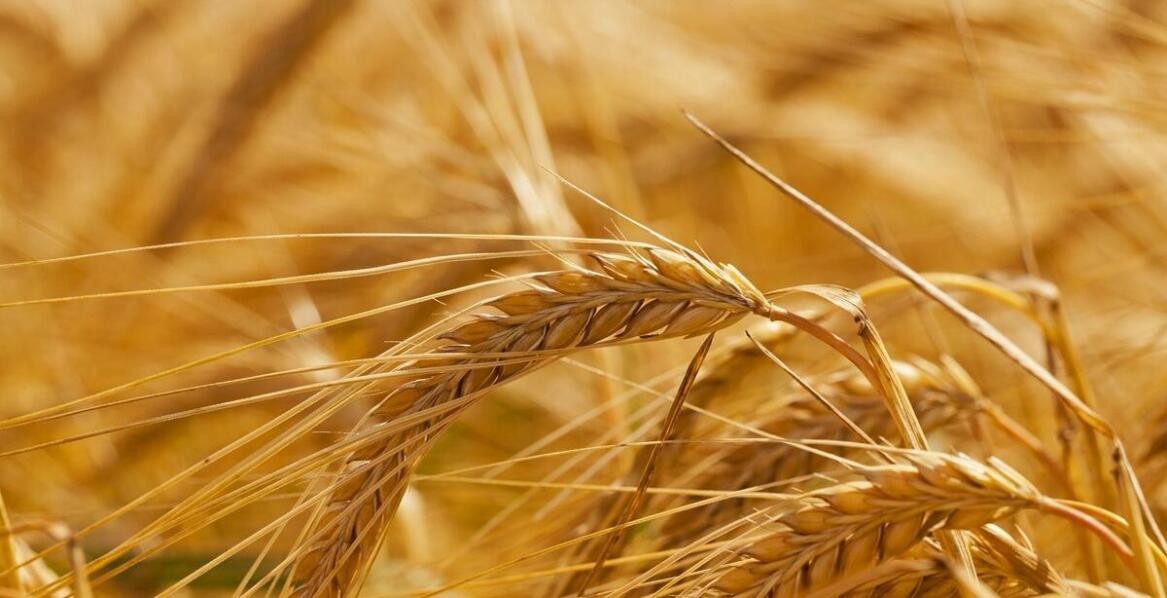 Innowacyjne podejścia do zwiększenia trwałości sit do zbóż