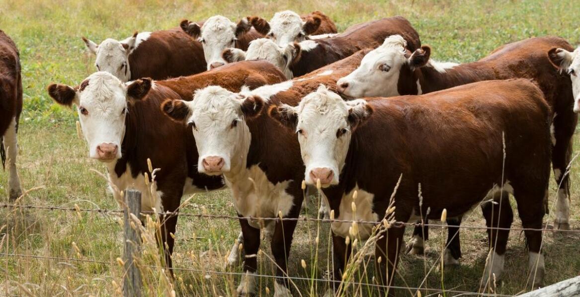 Ubojnia bydła: jakie są nowe trendy i innowacje w branży?