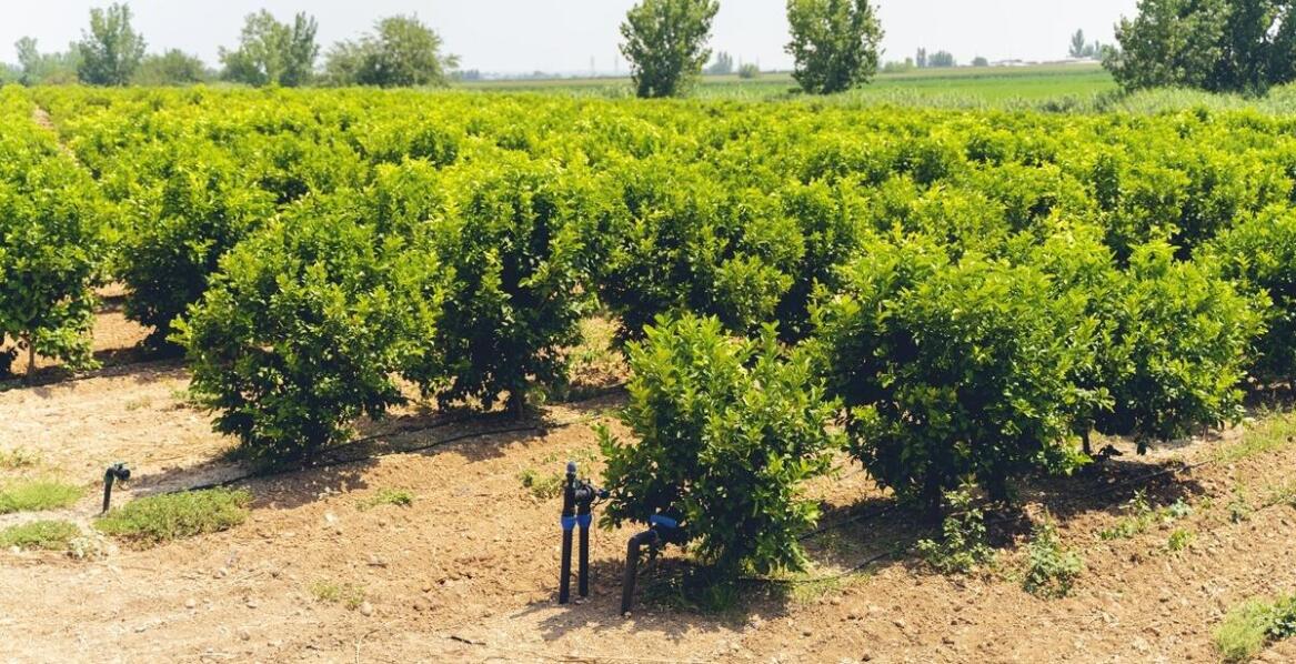 Zastosowanie żywołapek w zarządzaniu populacją ptaków – co warto wiedzieć?