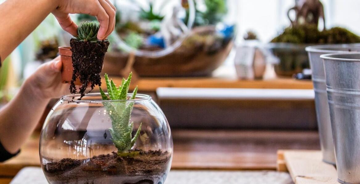 Jak wybrać najlepsze korzenie do dekoracji akwarium z pielęgnicami?