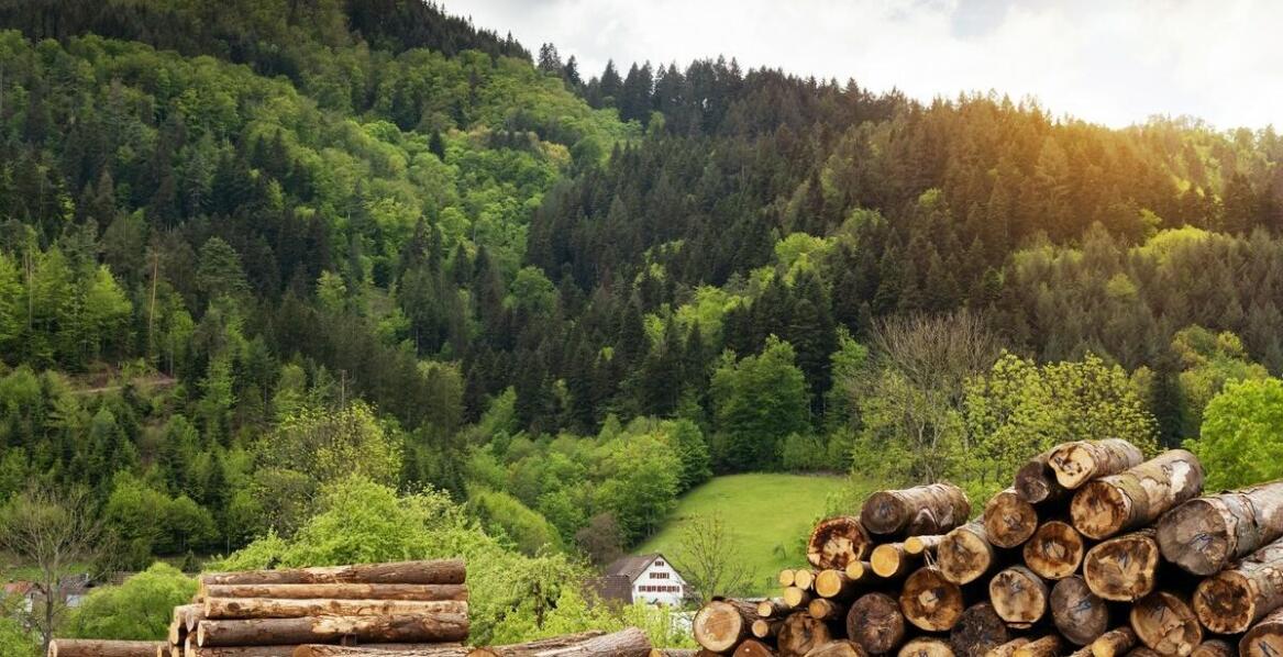 Zalety korzystania z drewna kominkowego pochodzącego z Polski