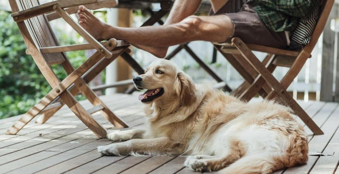 Domki przyjazne zwierzętom: udogodnienia dla czworonożnych gości