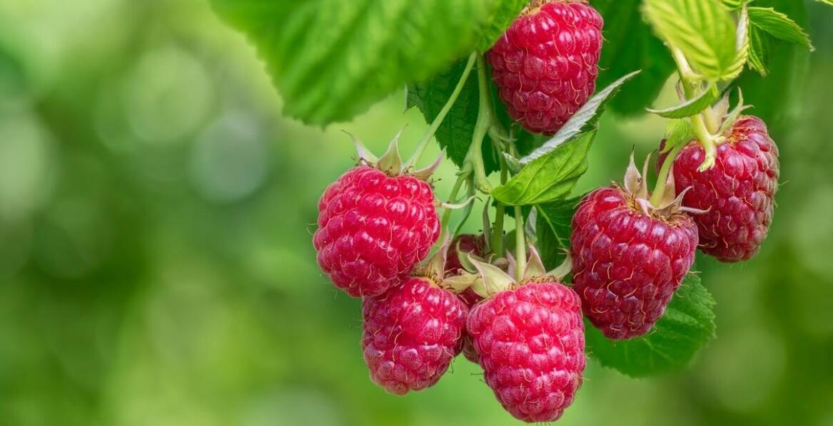 Prasa do malin a zrównoważony rozwój w przemyśle spożywczym