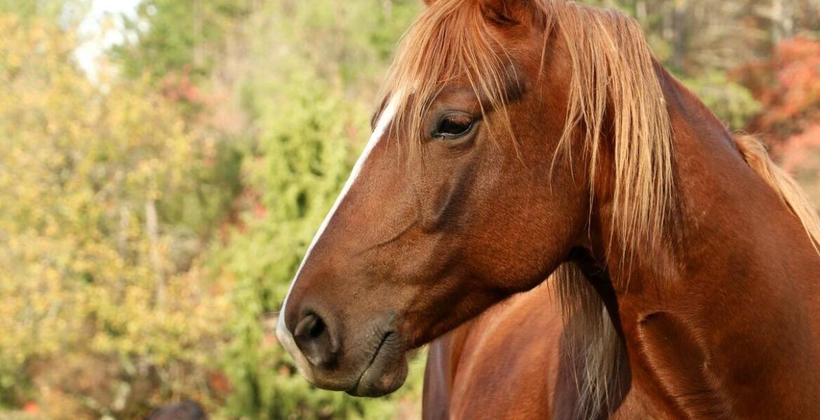 Jakie elementy wpływają na cenę koni sportowych i rekreacyjnych?