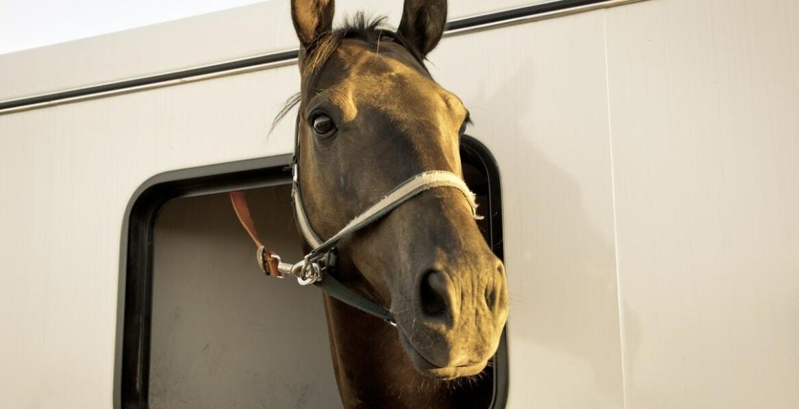 Przyczepy do koni a prawo jazdy: jakie są wymagania prawne?