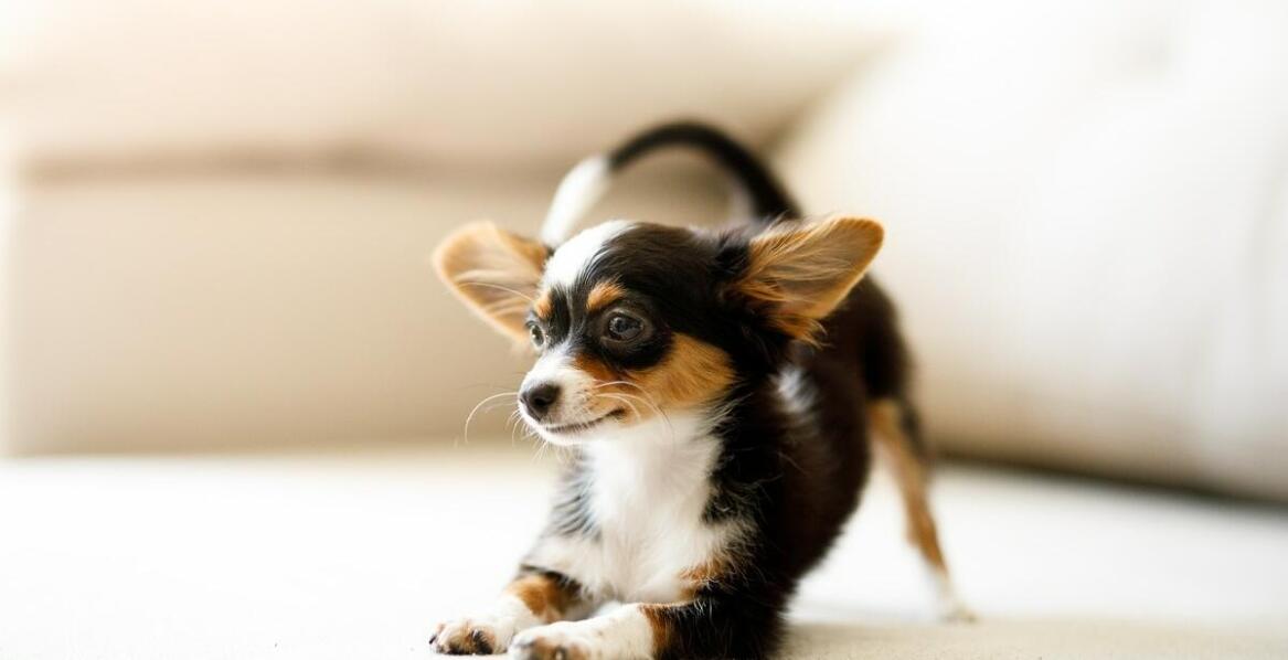 Jak przygotować się na wizytę w schronisku w celu adopcji małego pieska?