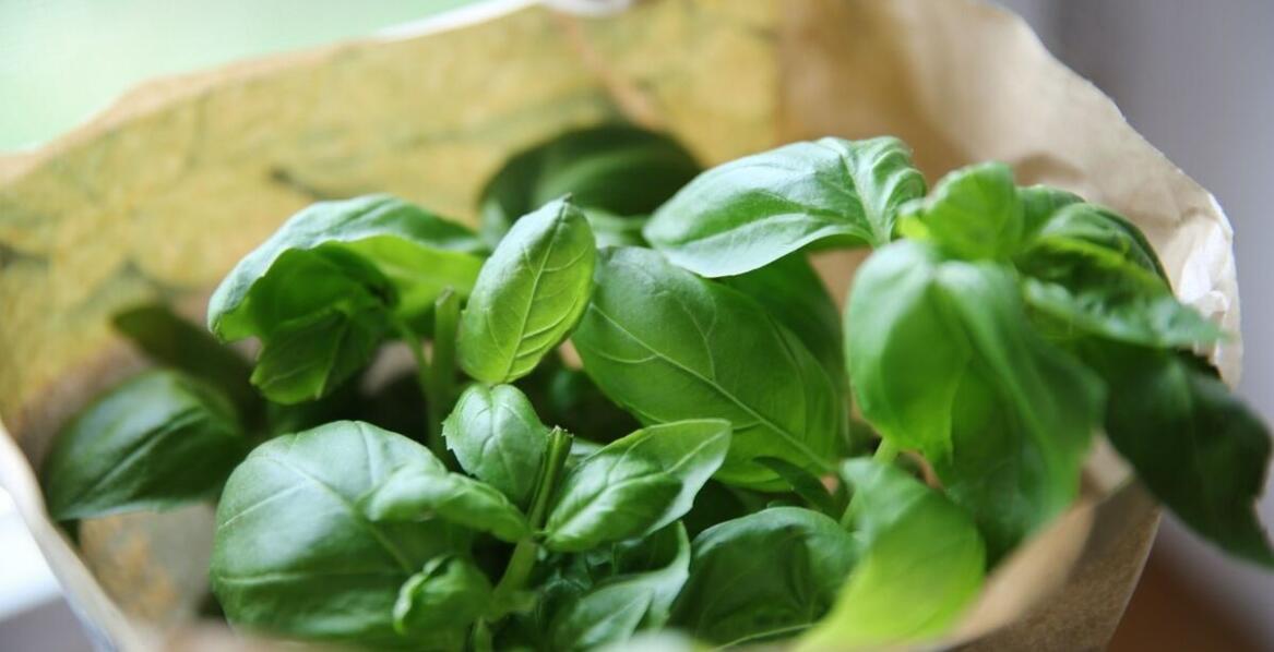 Czerwona bazylia – poradnik zakupowy dla miłośników ogrodnictwa