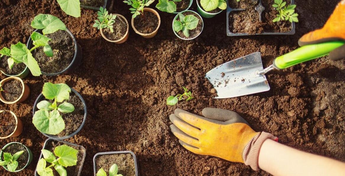 Jakie nawozy warto stosować, aby zapewnić roślinom prawidłowy rozwój?