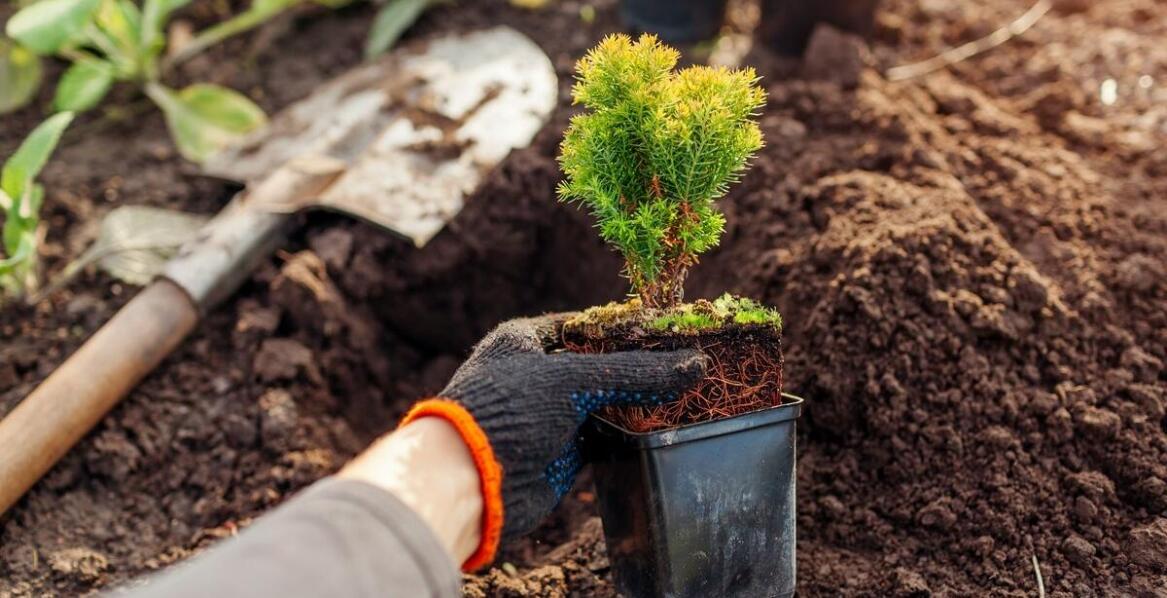 Wpływ kwalifikowanych nasion na odporność roślin na choroby