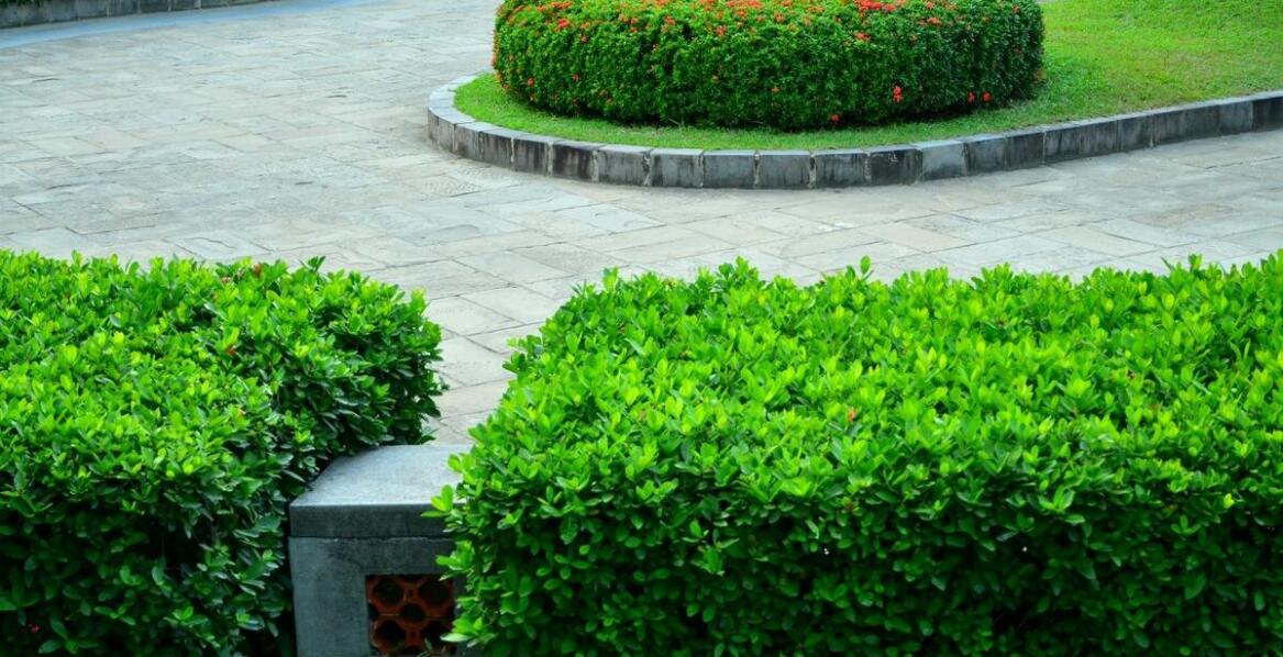 Porównanie kosztów różnych metod zwalczania ćmy bukszpanowej