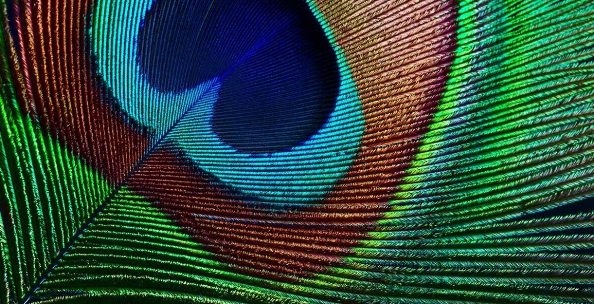 Najnowsze trendy w projektowaniu piór damskich – co warto wiedzieć?