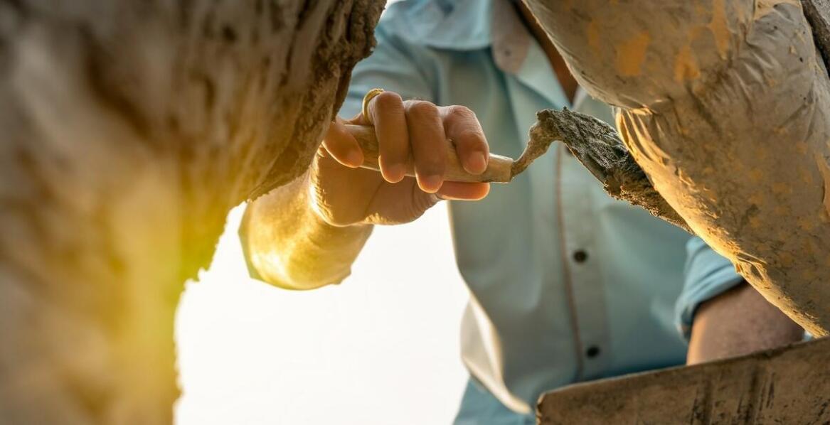 Jakie są kluczowe aspekty ochrony drzew przed chorobami?