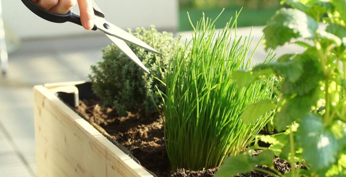 Najlepsze zioła ogrodowe do uprawy na balkonach