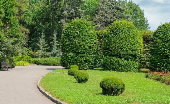 Klon pospolity w aranżacji przestrzeni rekreacyjnych