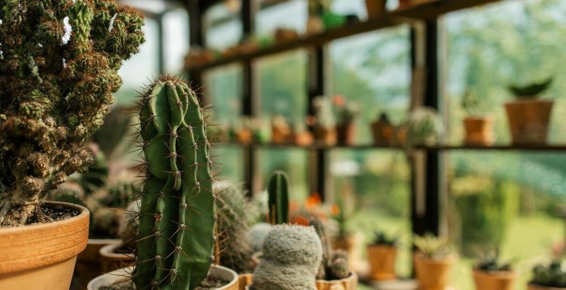 Szkółka drzew i krzewów ozdobnych: jakie rośliny są odporne na suszę?