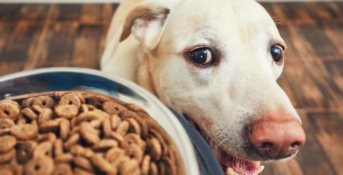 Jakie są zalety orijen karmy dla psów z alergiami pokarmowymi?