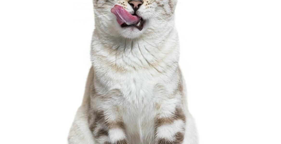 Jakie korzyści niesie ze sobą świeże mięso w karmach dla kotów?