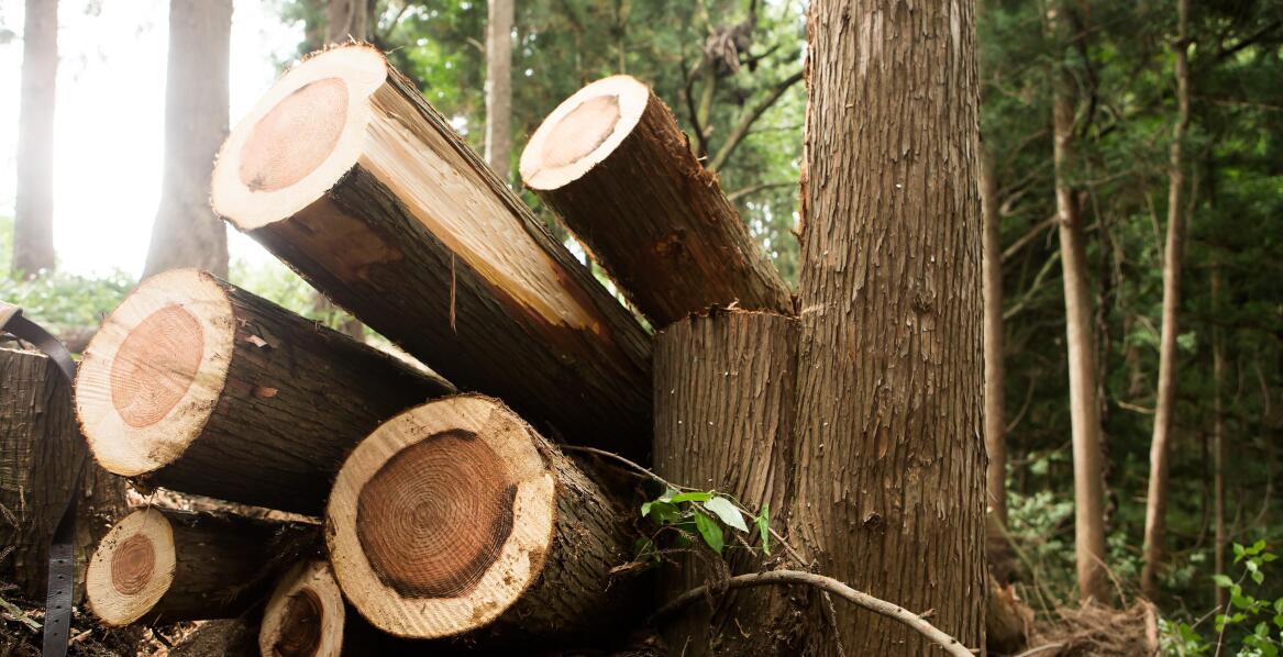 Jak dbać o pozostałości po wycince drzew w Jarocinie?