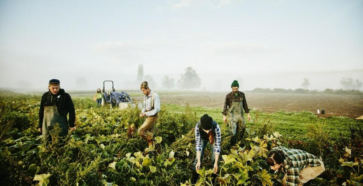 Jak paszowóz na testy może zrewolucjonizować Twoje gospodarstwo?