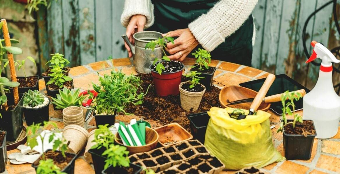 Jakie byliny najlepiej sprawdzają się w miejskim klimacie?