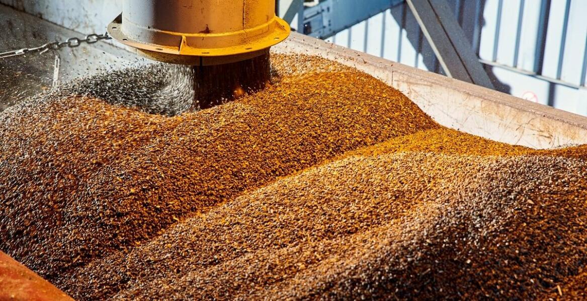 Skup zboża - jak wspieramy lokalnych producentów rolnych