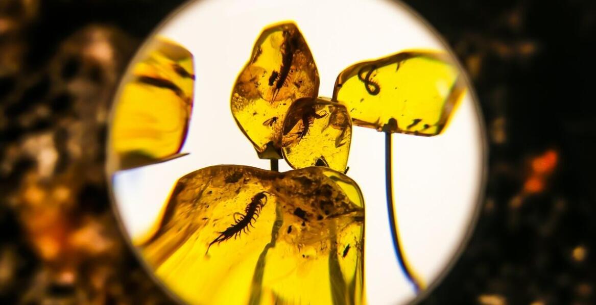 Mikropale w kontekście zmian klimatycznych: adaptacyjne rozwiązania