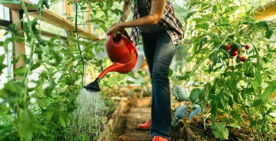 Praca w szklarni w Holandii: jakie doświadczenia dzielą pracownicy na temat warunków?