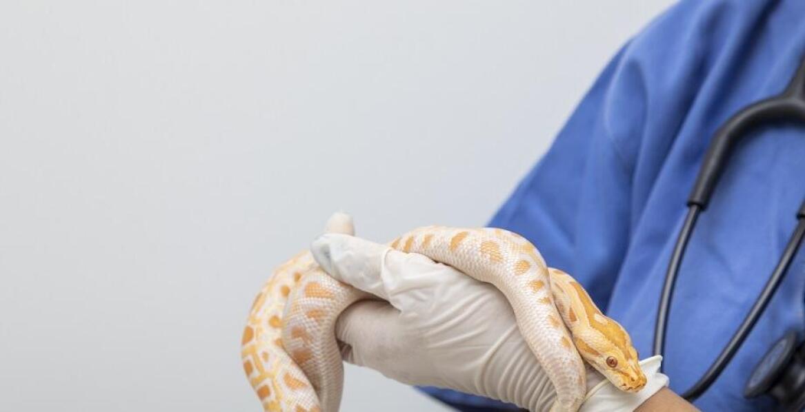 Czy do leczenia zwierząt egzotycznych weterynarz musi posiadać specjalizację?