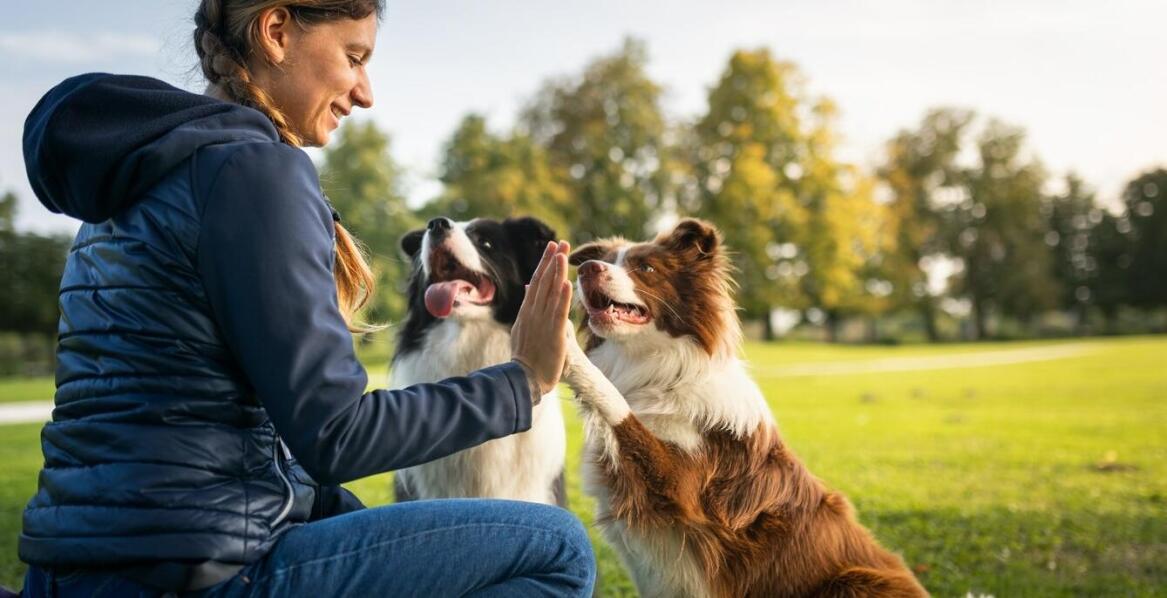 Jak zestawy przysmaków pomagają w adaptacji szczeniaka do nowego domu?