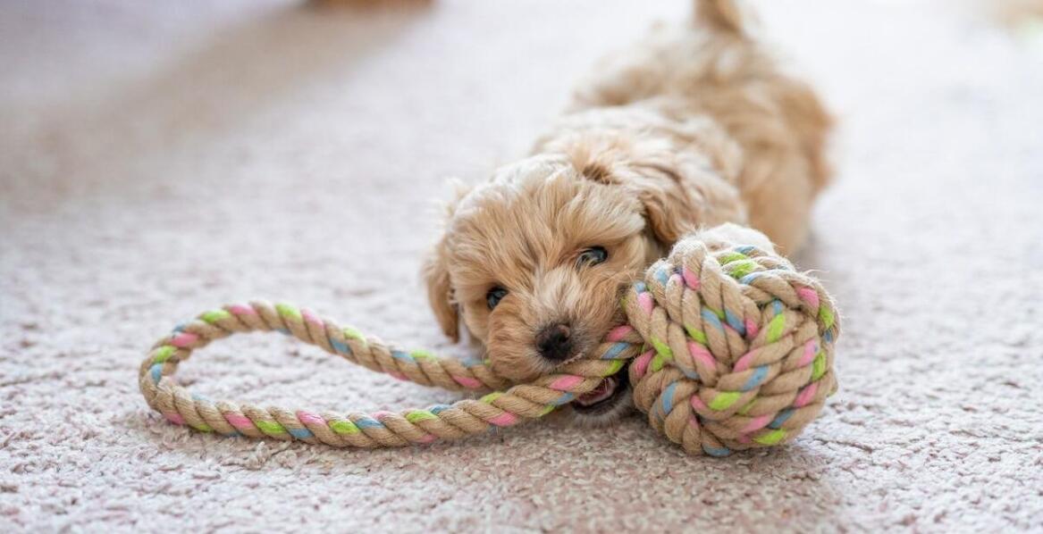 Gryzaki dla szczeniaka a ich wpływ na redukcję lęku separacyjnego