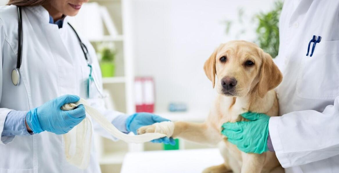 W jaki sposób weterynarz może pomóc w leczeniu chorób ortopedycznych u zwierząt?