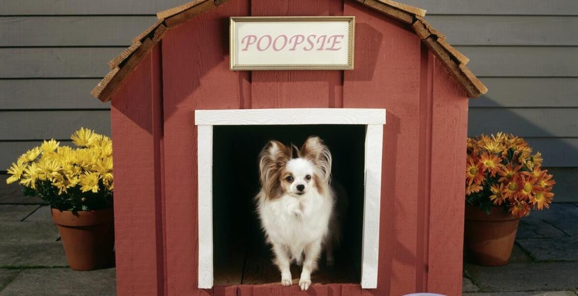 Co oferują nowoczesne hotele dla psów w zakresie opieki i rozrywki?