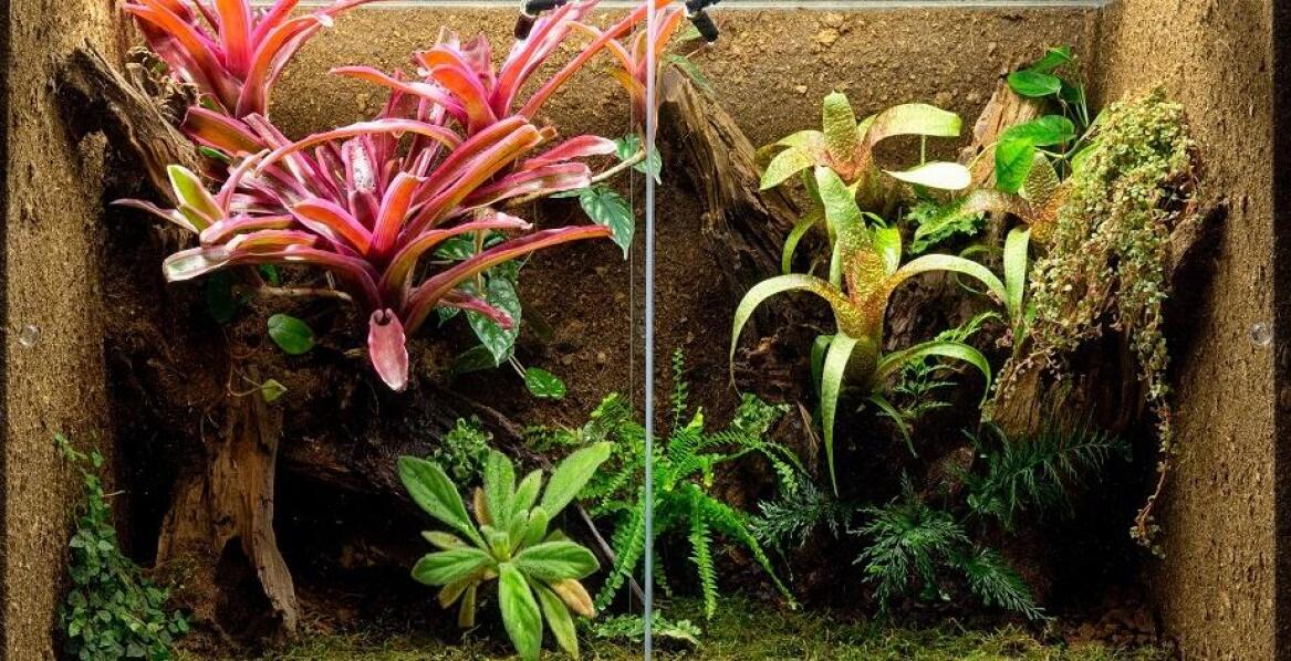 Generator mgły do terrarium jako kluczowy element aranżacji tropikalnego środowiska