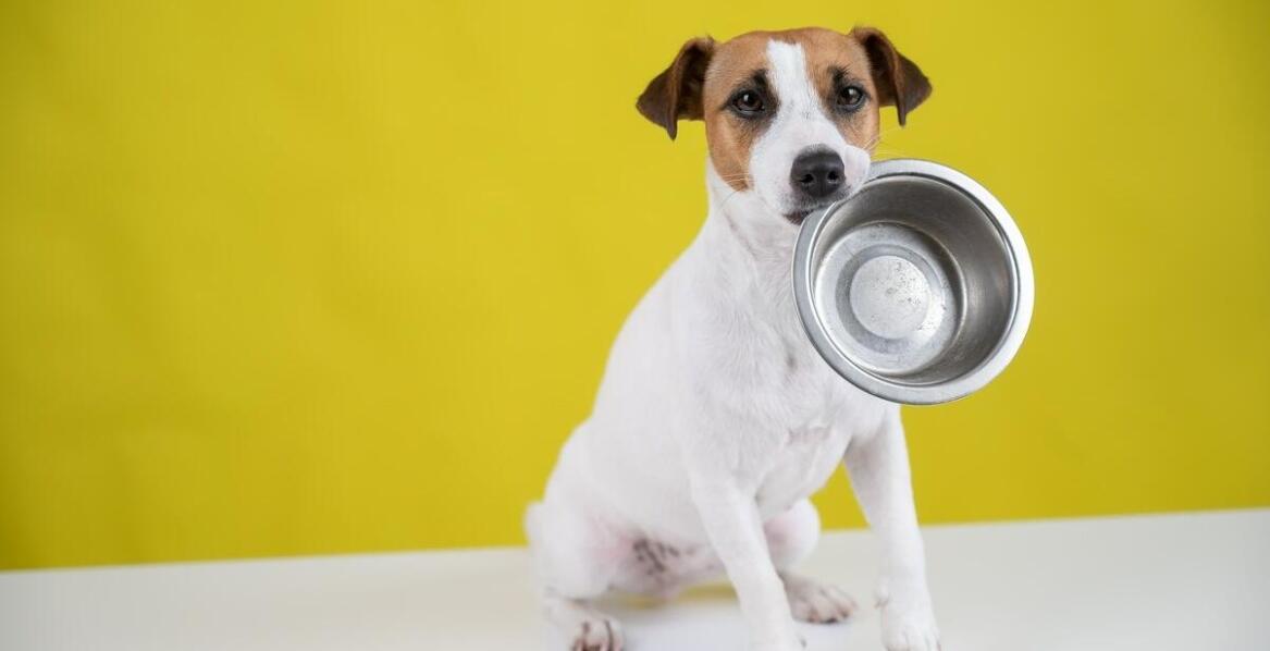 Jakie są zalety diety BARF z kaczką dla psów seniorów?