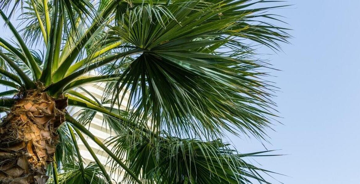 Czy waszyngtonia robusta nadaje się do uprawy w chłodniejszym klimacie?