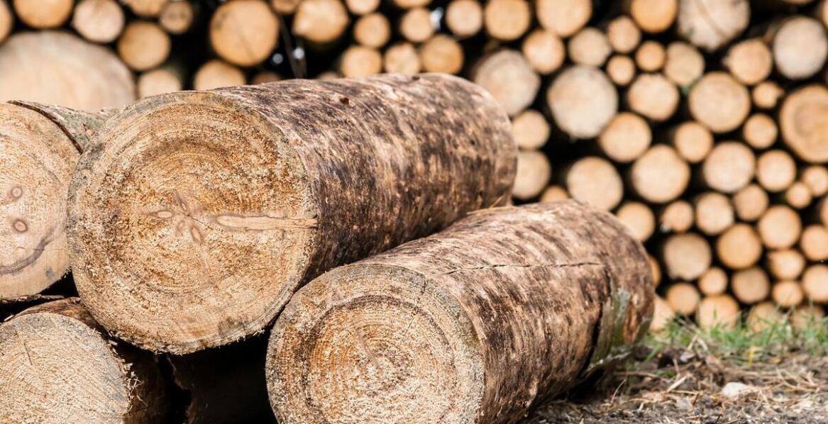 Zalety wyboru drewna liściastego do palenia w kominku