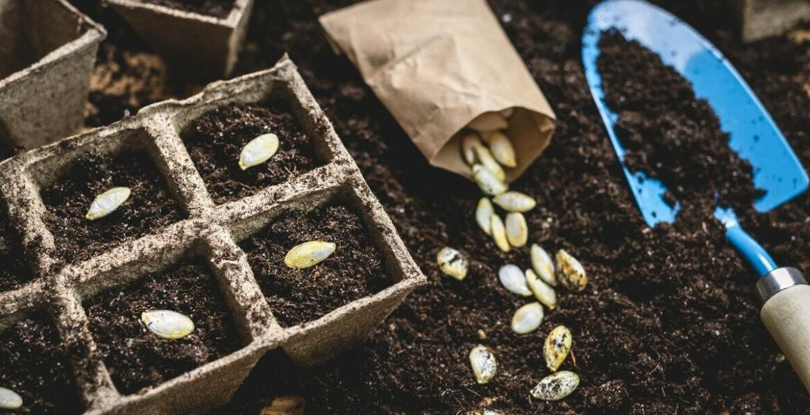 Jakie są korzyści z wyboru nasion brokuła Andersia dla profesjonalnych hodowców?