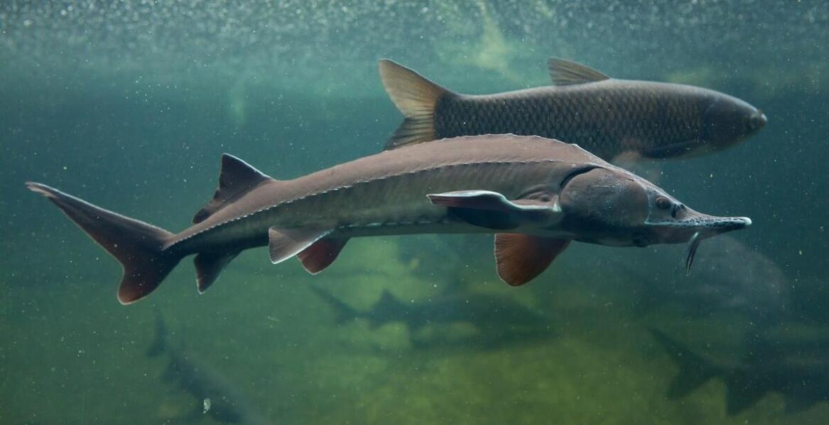 Jak przechowywać pokarm dla glonojadów, aby zachować jego świeżość?