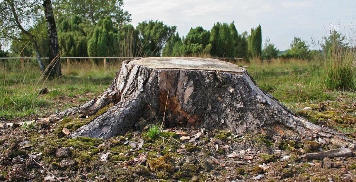 Znaczenie frezowania pni w utrzymaniu estetyki terenów zielonych