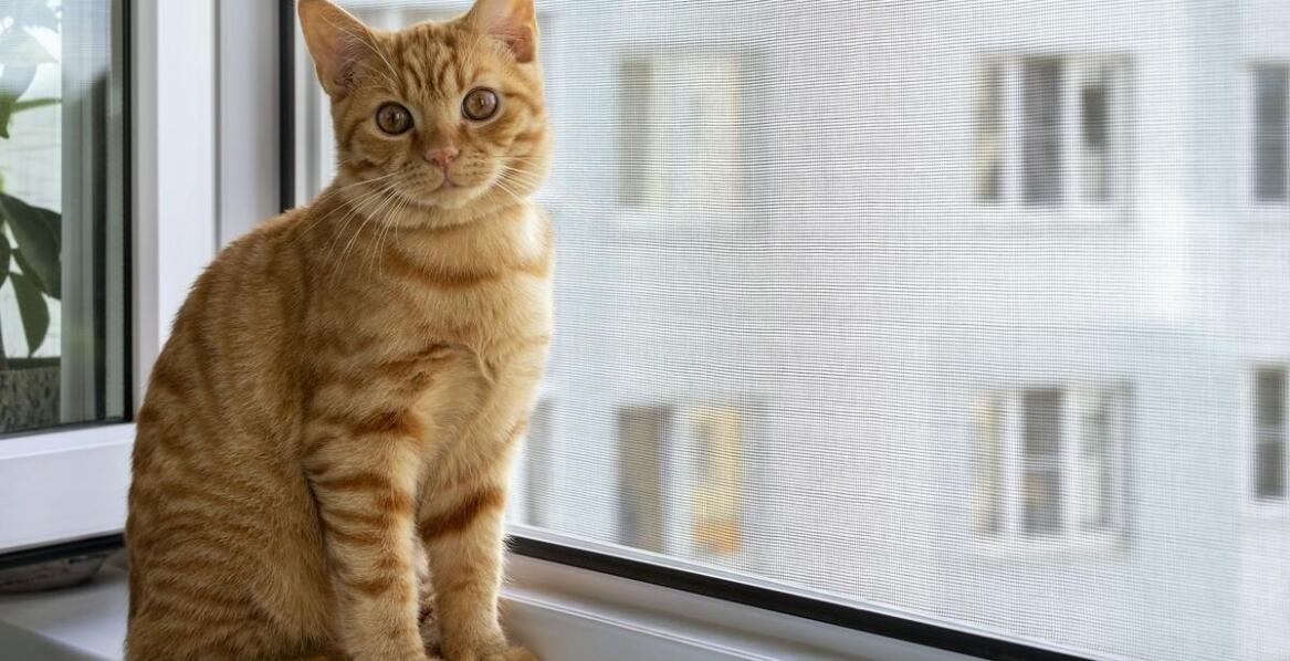 Jak echo serca wspomaga diagnozowanie wrodzonych wad serca u kotów?