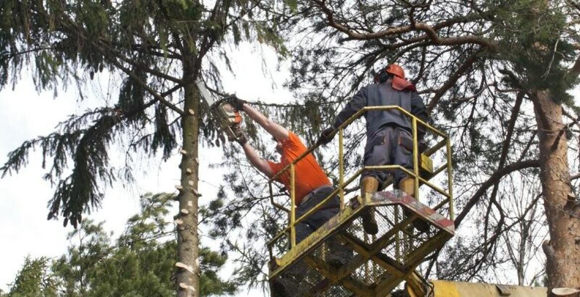Wpływ profesjonalnej wycinki drzew na bezpieczeństwo mieszkańców