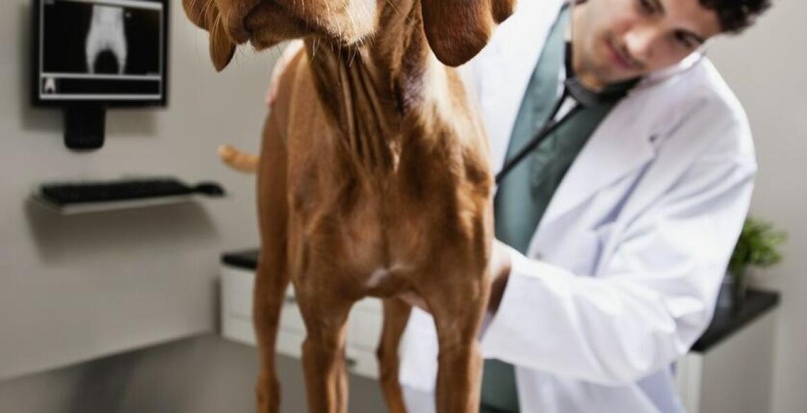 Nefrologia i urologia: specjalistyczne podejście do zdrowia nerek zwierząt