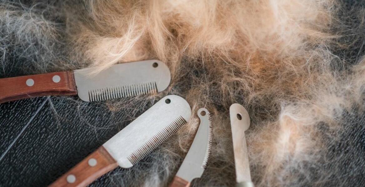 Najlepsze praktyki przy użyciu nożyc do strzyżenia owiec – co warto wiedzieć?