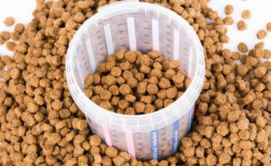 Znaczenie proporcji białka i tłuszczu w karmie dla yorka