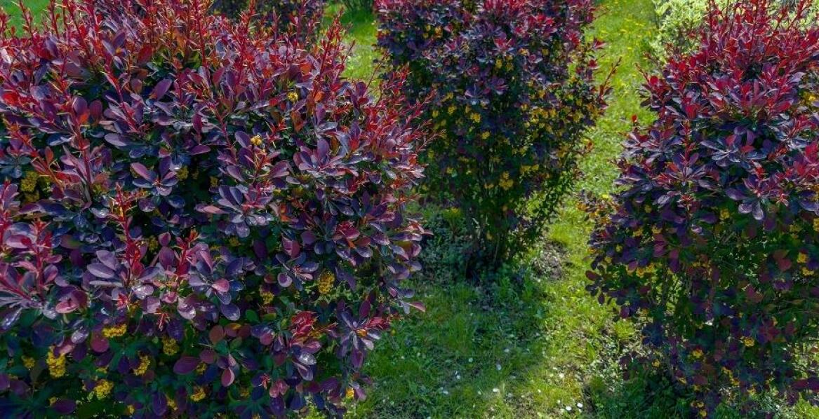 Krzewy ozdobne Warszawa: Jakie są najłatwiejsze w uprawie?