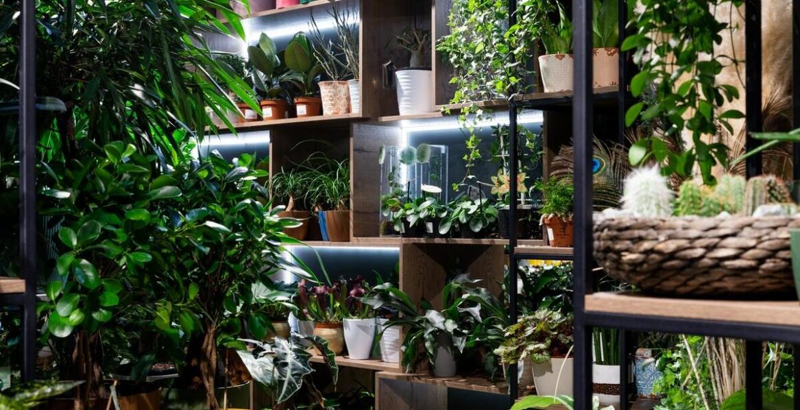 Jak zapewnić optymalne warunki życia dla mieszkańców akwarium w salonie?