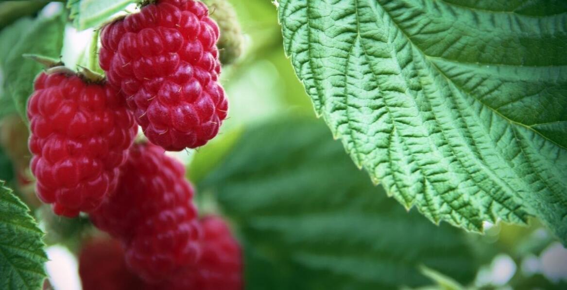 Wpływ malin liofilizowanych na zdrowie skóry i włosów