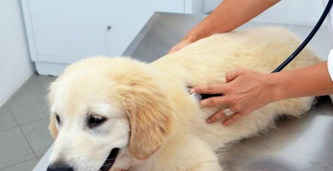 Rola testów alergicznych w diagnozowaniu schorzeń skórnych u zwierząt