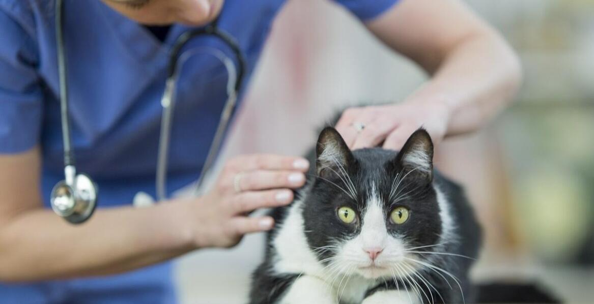 Znaczenie sterylizacji kota w kontekście zdrowia reprodukcyjnego